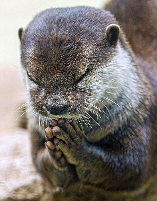 Meditation: it‘s otter concentration。