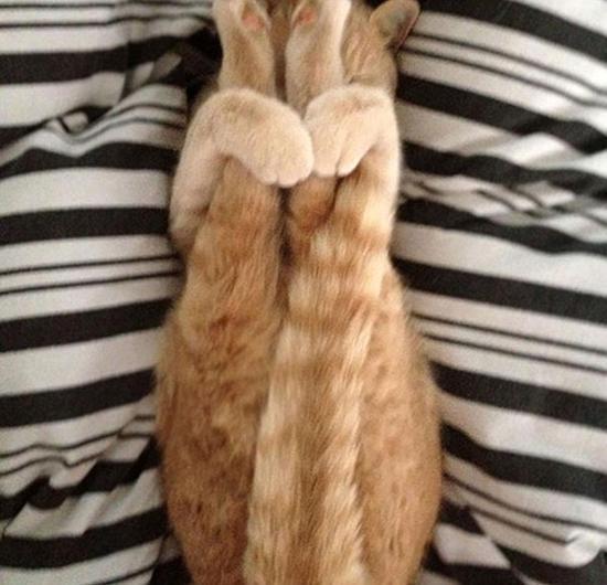 Feline flexible: this one is easy for a puss。