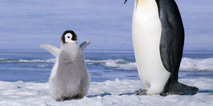 英语幽默小故事:企鹅戴着太阳镜吃冰激凌?