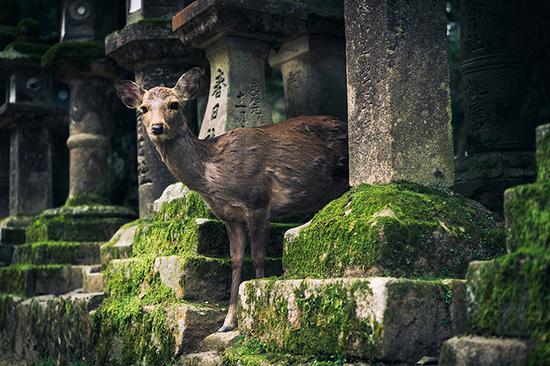 Japan—The Obon, Or The Festival Of The Lanterns
