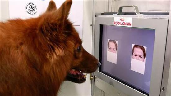 As a test, the dogs were then presented with: