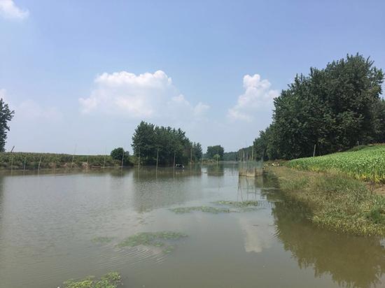 林华蓉从河对岸的杨树下投河。 本文图均为 澎湃新闻实习生 万嘉琳 图