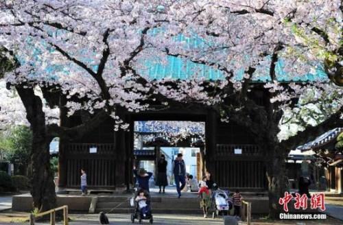 资料图:日本京都樱花盛开