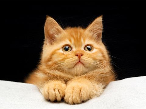 猫咪作为一种广受喜爱的宠物,在古往今来的文学作品中留下了深刻的印记。