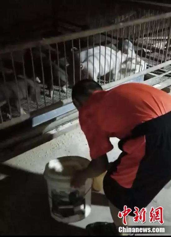 图为付益玮为小猪喂食 受访者供图