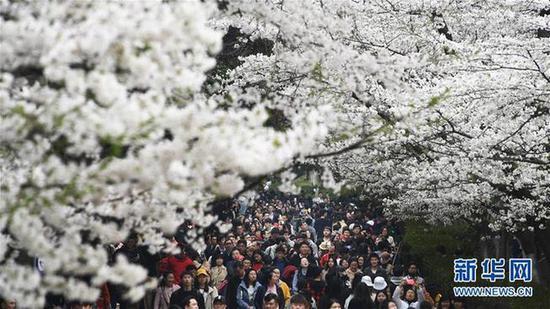 3月23日,人们在武汉大学赏花。当日,众多游客前往武汉大学欣赏樱花。新华社记者 程敏 摄