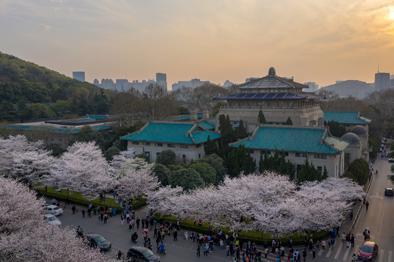 ▲航拍武大行政楼周边樱花绽放风景。