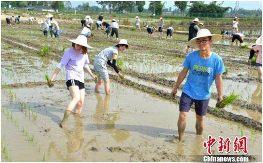 插秧现场。四川农业大学供图
