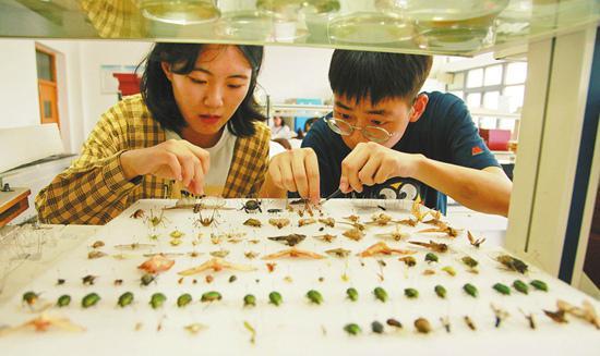 学生在标本室精心制作昆虫标本。