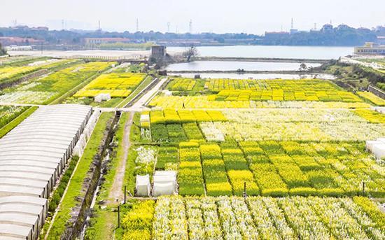 华中农业大学油菜花盛开 校学通社摄影部 供图