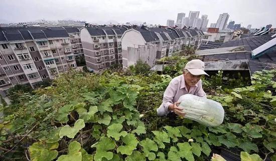华人种菜,走出国门种向国际