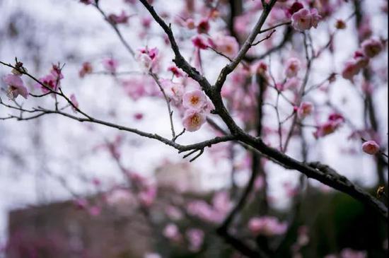 via。@Sophie-Magnolia