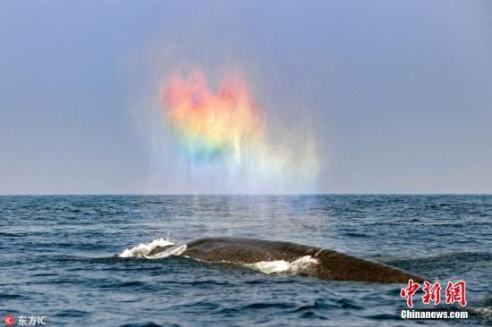 资料图:斯里兰卡一头浪漫的蓝鲸送出一颗“彩虹心”。图片来源:东方IC 版权作品 请勿转载