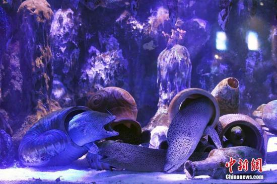 资料图:海鳗。中新社记者 姬东 摄