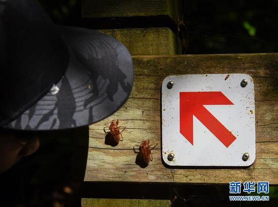 特写:新西兰小学生的一次户外实践课