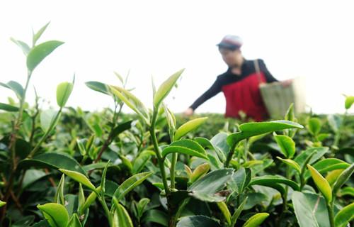 品白露茶