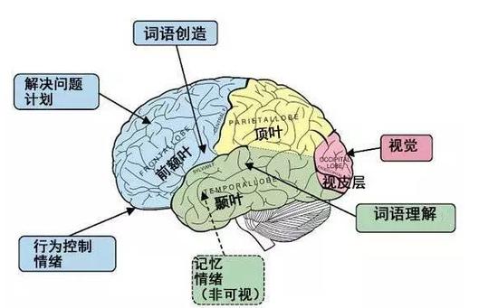 额叶在大脑靠额头的位置,占大脑表面的三分之一,主要与语言、运动、精神活动有关