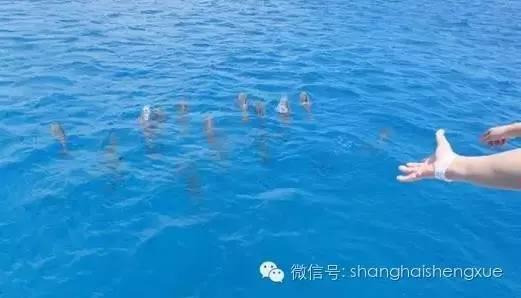 关岛看海豚