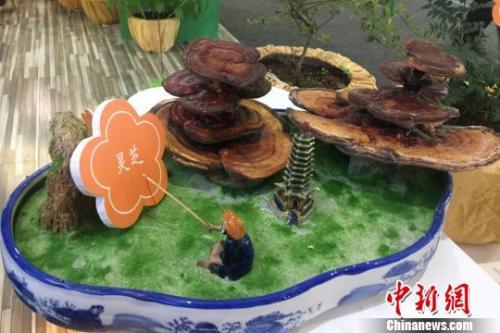 资料图:中药材盆景展示。 中新社记者 刘玉桃 摄