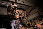 日本高中生参加校外教学 挖出9000万年前的暴龙化石