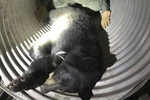 90公斤黑熊凌晨在美国大学遛弯被麻醉后