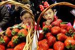 日本栃木县农业大学将开设草莓专业