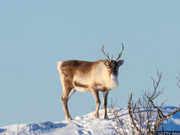 BBC媒体英语：气候变化 北极驯鹿数量跌半