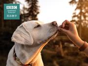 BBC媒体英语：应对气候变化 让宠物狗改吃虫子