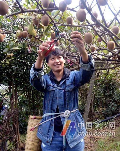 马巧玲正在果园里采摘猕猴桃。(陈章升 摄)