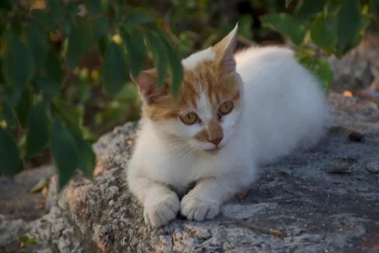 山顶遇见的可爱小猫@晨星
