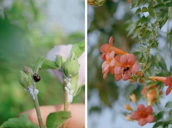 ▲绿篱笆中的异色瓢虫、黑胸胡蜂,能够吃田里害虫