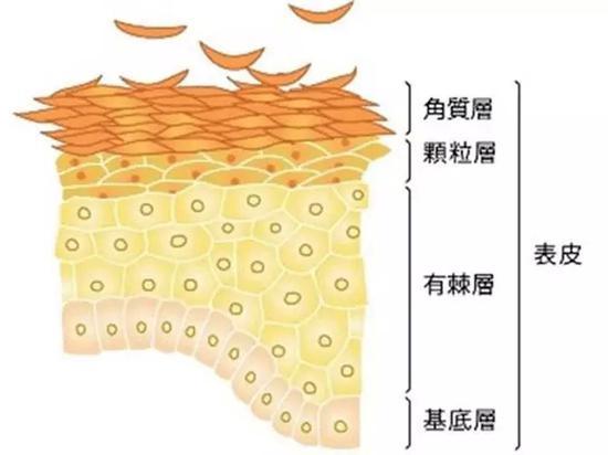 表皮层衰老