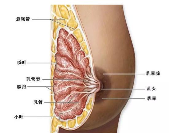想要丰胸,只能通过整形外科隆胸手术实现:
