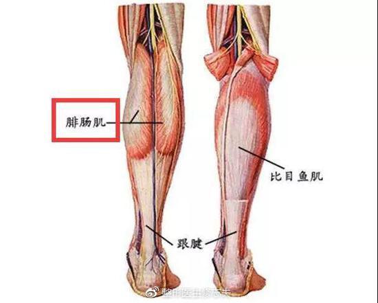腓肠肌