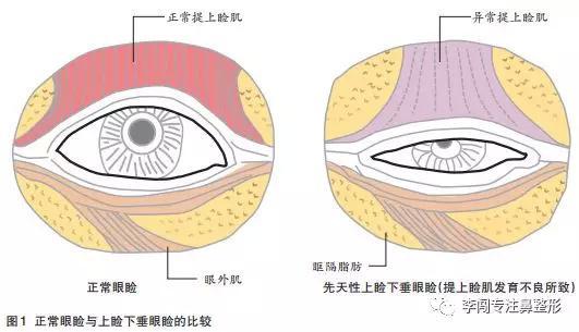 官方介绍