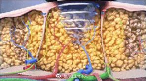 聚能减脂