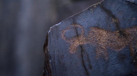▲ 2500-3000年前,位于青海省野牛沟的野牦牛岩画