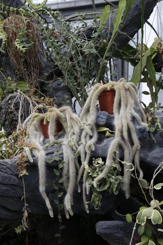 水生植物室里还展示了攀缘类的仙人掌科植物。