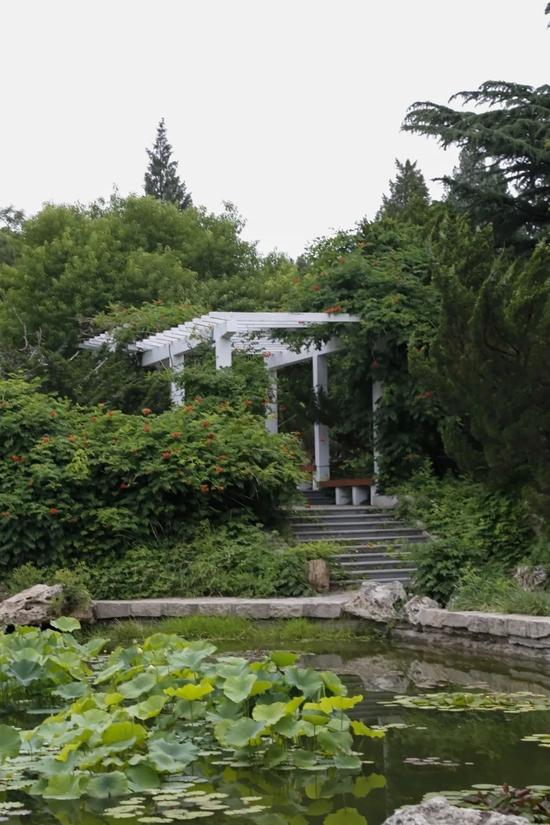 步道旁的珍珠梅和水池边的凌霄花。