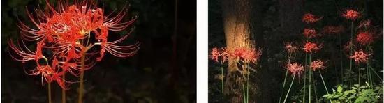 共青公园的彼岸花 来自网络