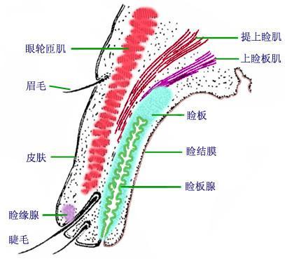 结膜层