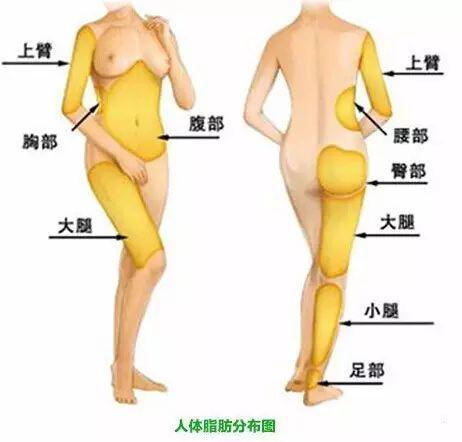 人体脂肪