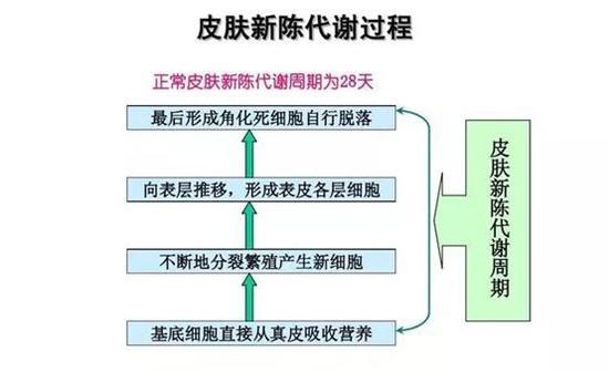 皮肤新陈代谢过程