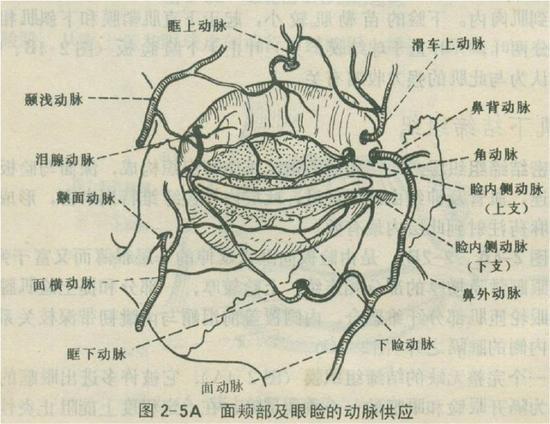 眼睑的血供