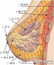 胸部脂肪展示图