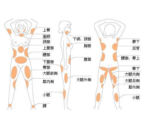 脂肪分部