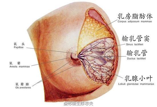 乳房的构成