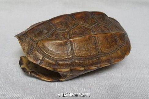 龟甲兽骨