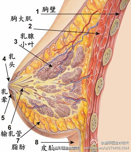 胸部
