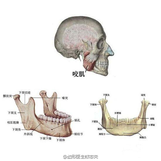 咬肌位置